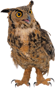 Owl PNG-26800